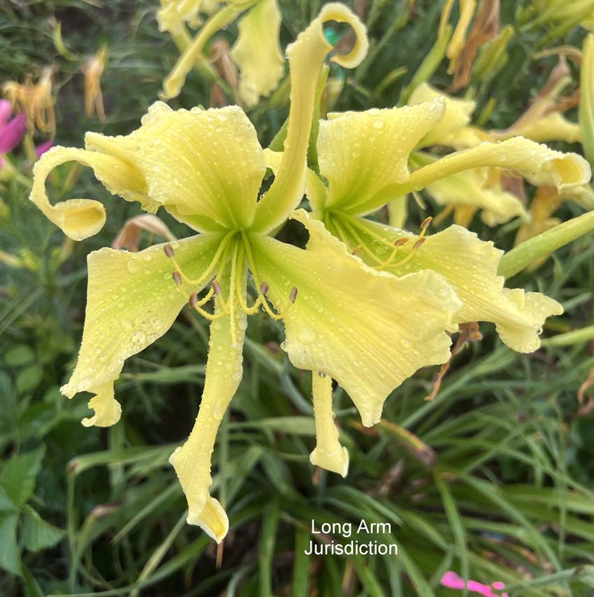 Long Arm Jurisdiction 